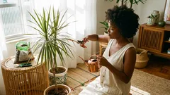 Como cuidar da dracena dentro de casa e evitar pontas marrons