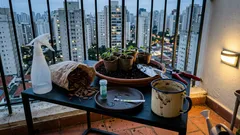 Como começar um jardim do zero: 8 detalhes que fazem o verde pegar de vez