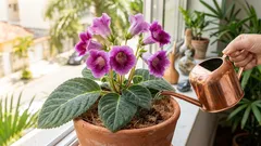 Como cuidar da gloxínia e fazer a planta florir forte dentro de casa