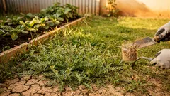 Ervas daninhas como plantas indicadoras: o que elas revelam sobre o solo do seu jardim