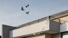 Como afastar pombos do telhado sem crueldade: 6 soluções que funcionam