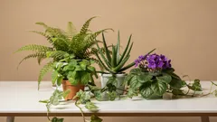 Plantas de interior que mudam o clima da casa: hortelã, samambaia, hera, babosa e violeta