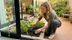 Como controlar lesmas e caracóis na horta sem produtos tóxicos