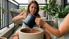 Dá para colher frutas no apê: o que um mini pomar em vasos precisa na varanda