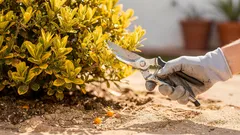 Pingo-de-ouro no jardim: como cuidar para manter a cor dourada o ano todo