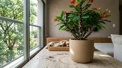 7 plantas que o Feng Shui recomenda evitar dentro de casa e o que fazer no lugar