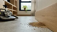 Cupins em casa: 5 sinais confiáveis para identificar infestação antes do prejuízo