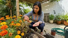 Tagetes no canteiro: por que ela parece “protetora” — e como cuidar para florir por mais tempo