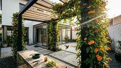 Tumbérgia: a trepadeira que muda o jardim — e o jeito simples de cuidar, sem erro