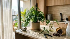 Como cuidar da Monstera adansonii dentro de casa e manter as folhas bem recortadas