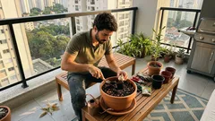 Como cuidar de lírio em vaso e fazer florescer mais de uma vez