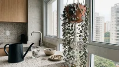 Corações-emaranhados: como deixar a Ceropegia woodii cheia, compacta e saudável