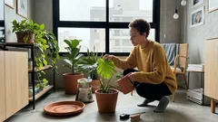 As 7 plantas de interior que dominaram os apartamentos na pandemia e como cuidar