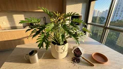 Xanadu (o antigo filodendro-xanadu): por que mudou de nome, quanto espaço ocupa e o que faz diferença nos cuidados