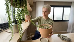 Como cuidar do colar-de-pérolas e manter a suculenta sempre cheia e verdinha