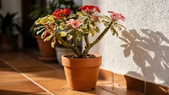 Como cuidar do sapatinho-do-diabo e manter a planta sempre colorida