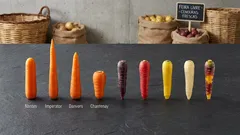 Tipos de cenoura: diferenças de sabor, textura e melhor uso na cozinha