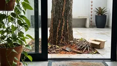 Cupim no jardim: sinais na árvore e como agir antes que ela fique oca