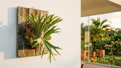 Chifre-de-veado: como cuidar para ficar cheio e verdinho o ano todo