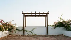 5 trepadeiras com flores para cobrir pergolado e criar sombra de verdade