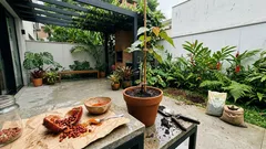 Plantar urucum no quintal: os cuidados simples que fazem o urucuzeiro pegar força e render sementes