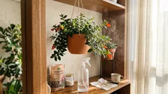 Como fazer a columeia florir: luz, rega e umidade no ponto certo