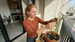 Treliça para trepadeiras: como escolher o melhor suporte e evitar que a planta quebre