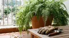 Como cuidar de aspargo-samambaia e deixar a planta cheia e verdinha