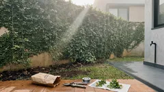 Muro verde: como escolher a trepadeira certa e transformar uma parede sem graça