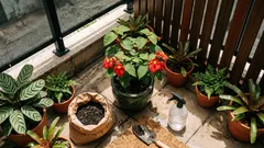 Flor-do-beijo: como cuidar da planta dos lábios vermelhos e manter a cor viva