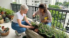 Falsa-érica: os ajustes de luz, rega e substrato que prolongam a florada (e evitam o encharcamento)