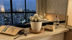 Como cuidar do cacto-pluma: luz, rega e substrato para ele ficar sempre fofinho