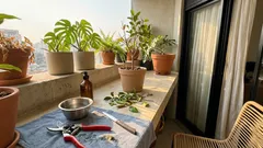 Poda de plantas: guia prático para cortar certo e estimular brotações