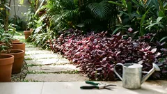 Como cuidar da lutiela para manter a folhagem roxa intensa o ano todo