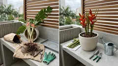 Como cuidar de helicônia e ter flores por mais tempo no jardim