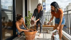 Como plantar louro em vaso e ter folhas frescas o ano todo