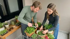 Horta caseira com colheita rápida: 9 hortaliças de ciclo curto para plantar hoje