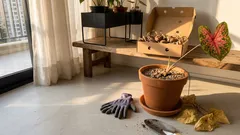 Como cuidar do caládio bicolor e manter as folhas coloridas o ano todo