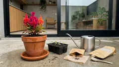 Como cuidar da crista-de-galo e manter a cor vibrante com 6 horas de sol