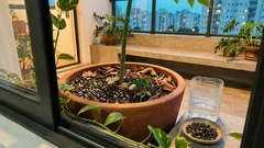 Dá para colher mamão em apartamento? O detalhe que faz o mamoeiro em vaso frutificar