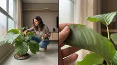 Caeté-redondo: como cuidar da calatéia-melancia e manter as folhas sempre vistosas