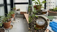 Lesmas e caracóis no jardim: o horário que faz diferença e as armadilhas simples para proteger suas plantas