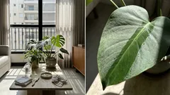 Como limpar folhas de plantas de interior e devolver o brilho natural em minutos