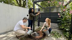 Um detalhe na amarração que faz a rosa trepadeira encher de botões por meses