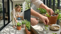 Um pouco de sol e a drenagem certa: o que faz uma horta medicinal em casa dar certo?