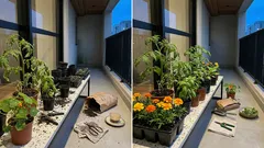 Plantas guardiãs na horta. Combinações simples para espantar pragas — e os cuidados para não dar errado