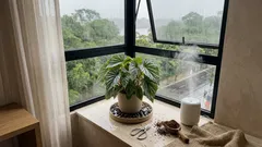 Como cuidar da begônia da Amazônia em casa com um microclima perfeito