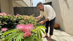 Caliandra, a “esponjinha”: por que ela mexe as folhas e o que fazer para florir bonito na primavera e no verão