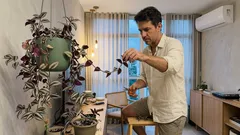 Como cuidar da lambari (Tradescantia zebrina) e manter as folhas roxas e brilhantes