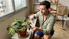 Como cuidar de maranta e calatéia sem mistério: luz, rega e umidade na medida